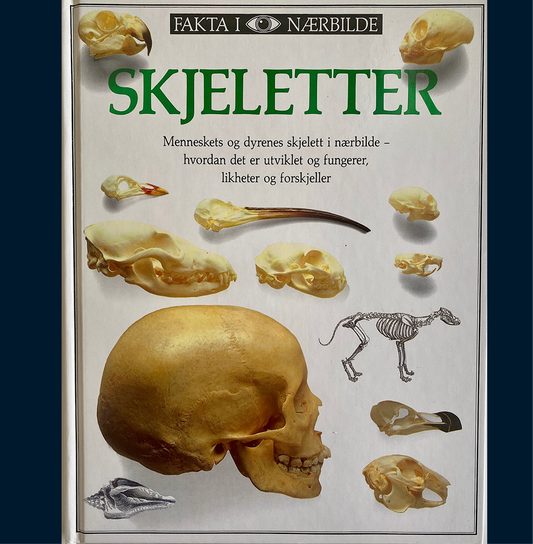 Fakta i nærbilde - Skjeletter